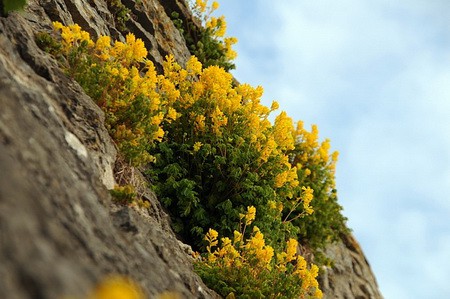 ХОХЛАТКА ЖЕЛТАЯ (Corydalis lutea)  